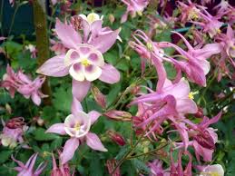 گل تاج الملوک